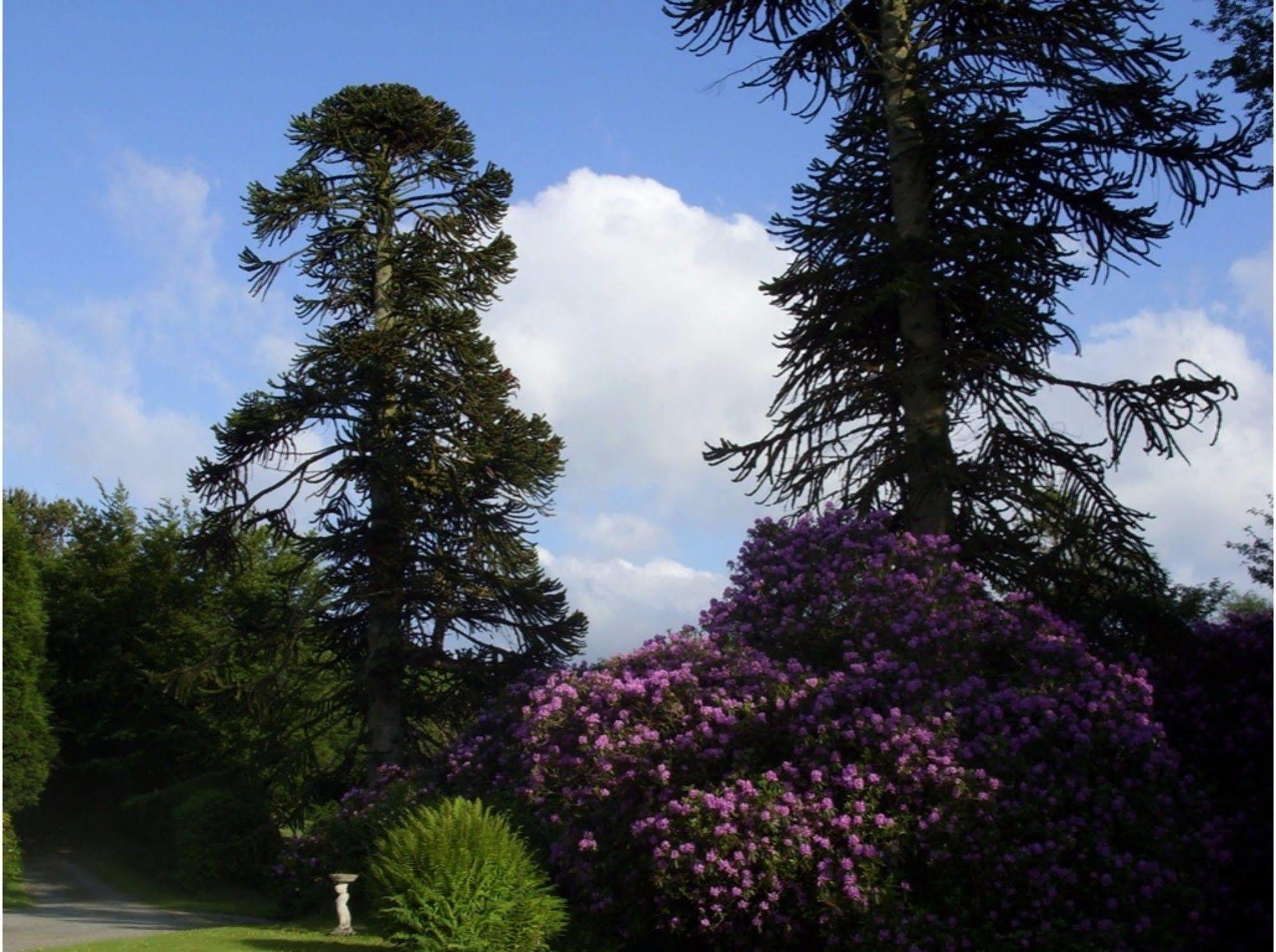 Bed and Breakfast Moorlands Parracombe Exterior foto